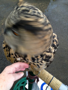 22nd Nov 2014 - 22nd  November 2014 -  Selfie with Eagle Owl