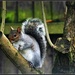 Cheeky squirrel by rosiekind