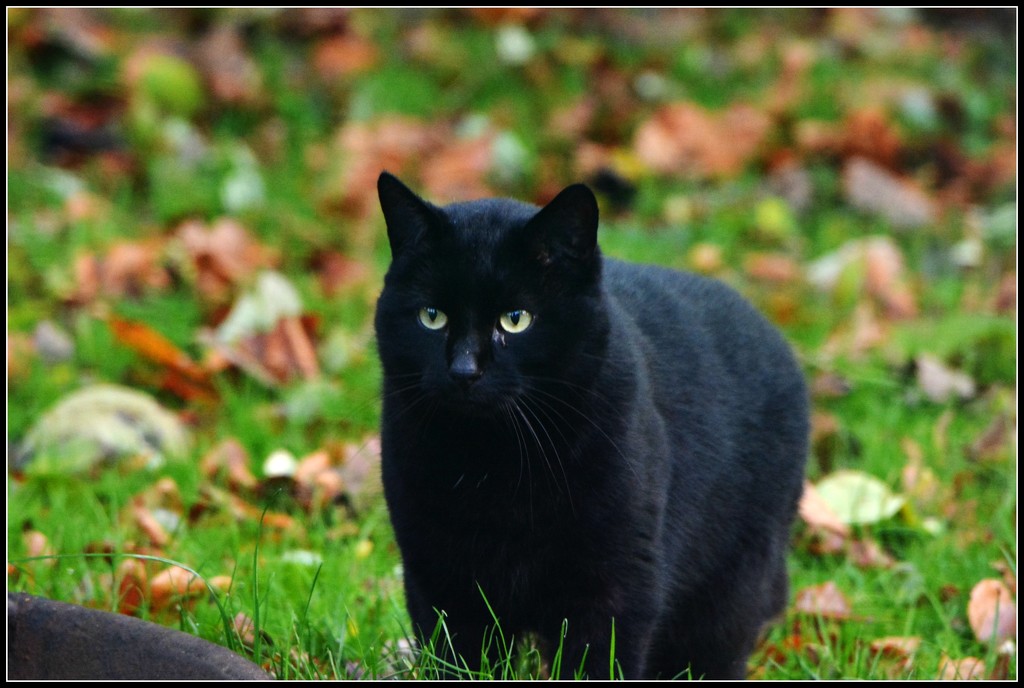 The naughty black cat by rosiekind