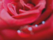 16th Nov 2014 - Jewels on a Rose