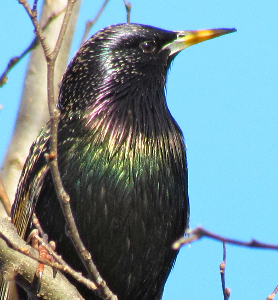 Starling by juletee