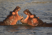 17th Nov 2014 - Hippo's at iSimangaliso Wetland Park