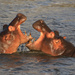 Hippo's at iSimangaliso Wetland Park by leonbuys83