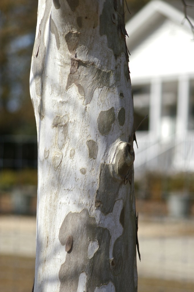 Sycamore bark by thewatersphotos