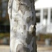 Sycamore bark by thewatersphotos