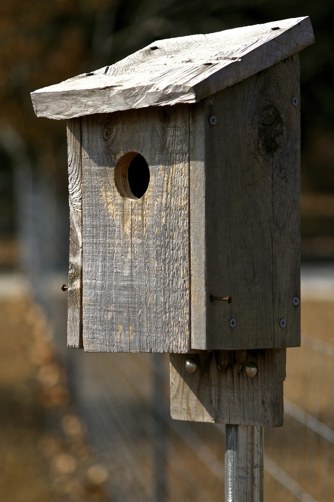 Bluebird house...empty and ready for occupancy next year! by thewatersphotos