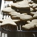 Sugar Cookies by kwind