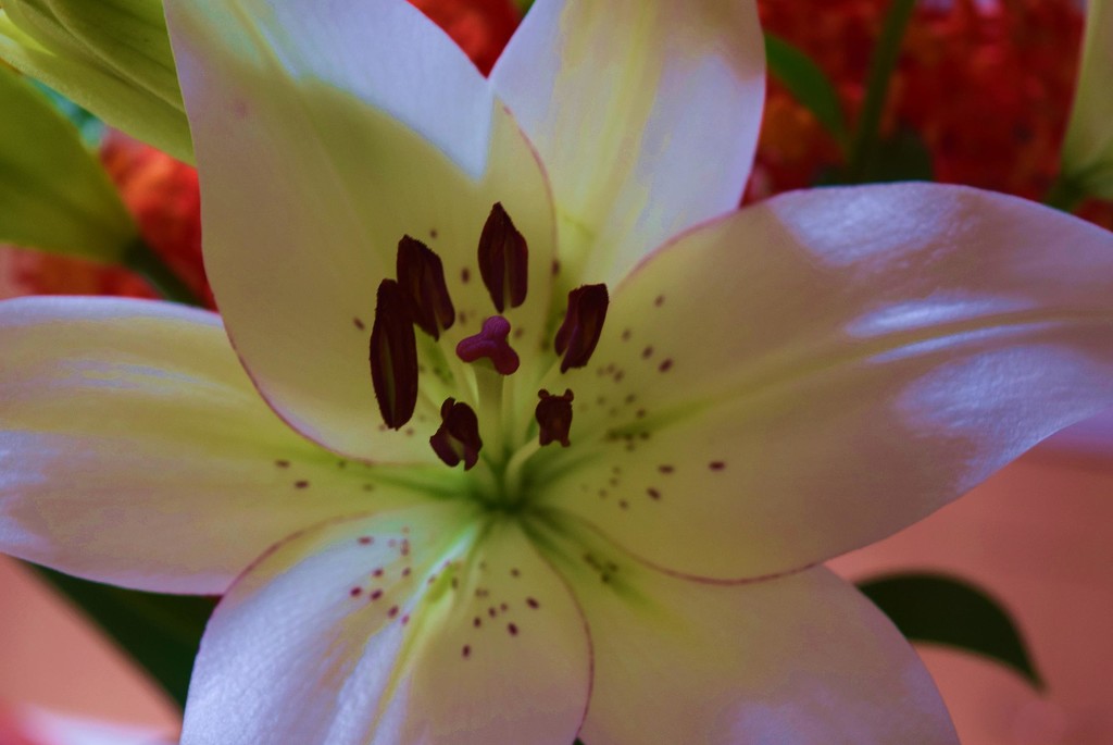 White Lillium. by happysnaps