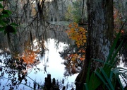 23rd Nov 2014 - Autumn scene at the lake, Magnolia Gardens, Charleston, SC
