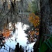 Autumn scene at the lake, Magnolia Gardens, Charleston, SC by congaree