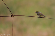 23rd Nov 2014 - Bird on a wire, what skill