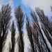 Poplars by oldjosh