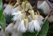 23rd Nov 2014 - The blueberry ash are in flower