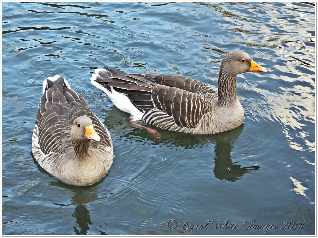 Greylag Geese by carolmw