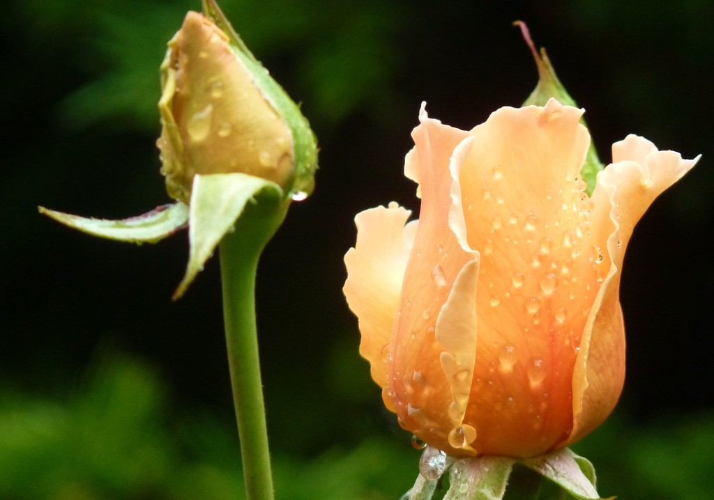 Raindrops on roses by lellie