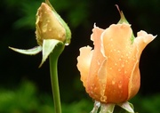 17th Sep 2014 - Raindrops on roses