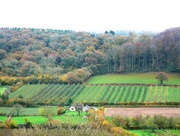 23rd Nov 2014 - A Somerset Orchard