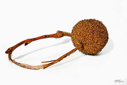 22nd Nov 2014 - Sycamore Seed Pod on A Stick