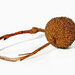 Sycamore Seed Pod on A Stick by skipt07
