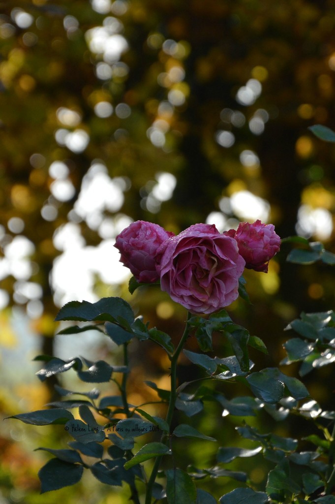 Autumn roses  by parisouailleurs