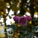 Autumn roses  by parisouailleurs