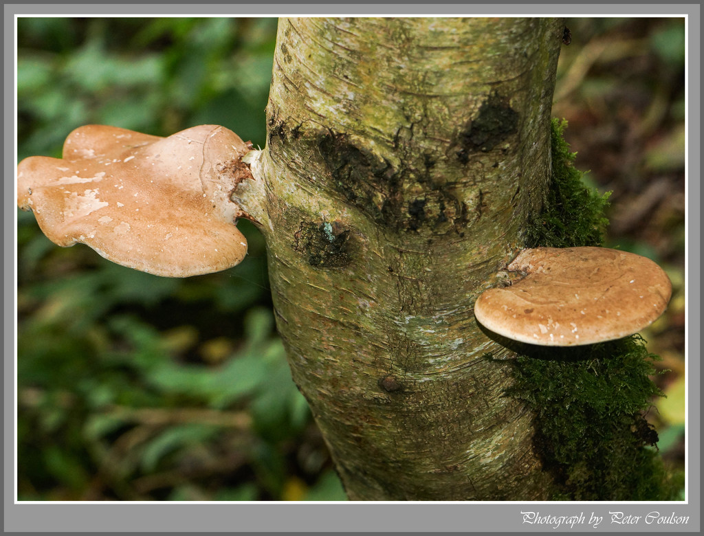 Birch Polypore Fungi by pcoulson