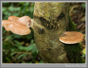 23rd Nov 2014 - Birch Polypore Fungi