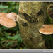 Birch Polypore Fungi by pcoulson