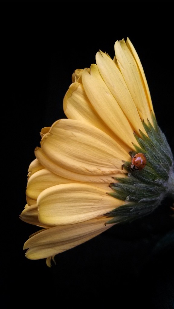 Red Hitchhiker on Yellow Petals by lifepause