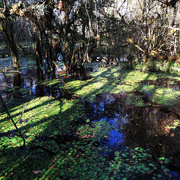 17th Nov 2014 - Big Cypress National Preserve