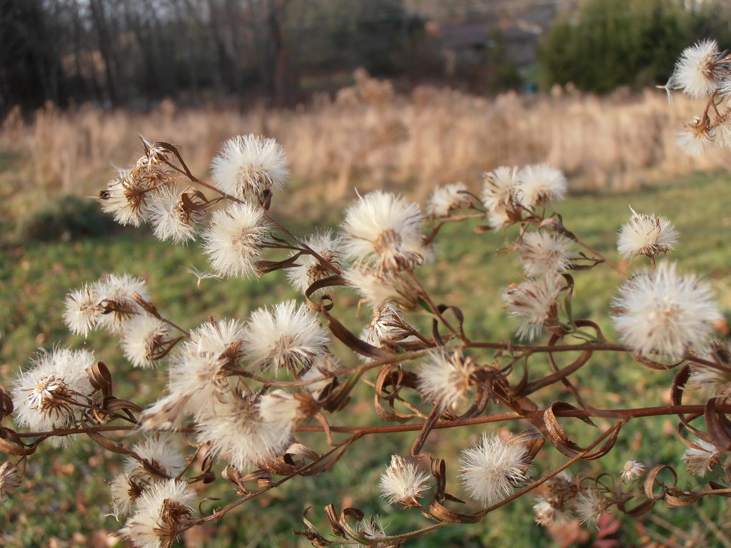 Fall Flowers by julie