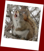 23rd Nov 2014 - The Singing Squirrel!