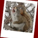 The Singing Squirrel! by radiogirl