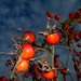 Rose hips....   by snowy