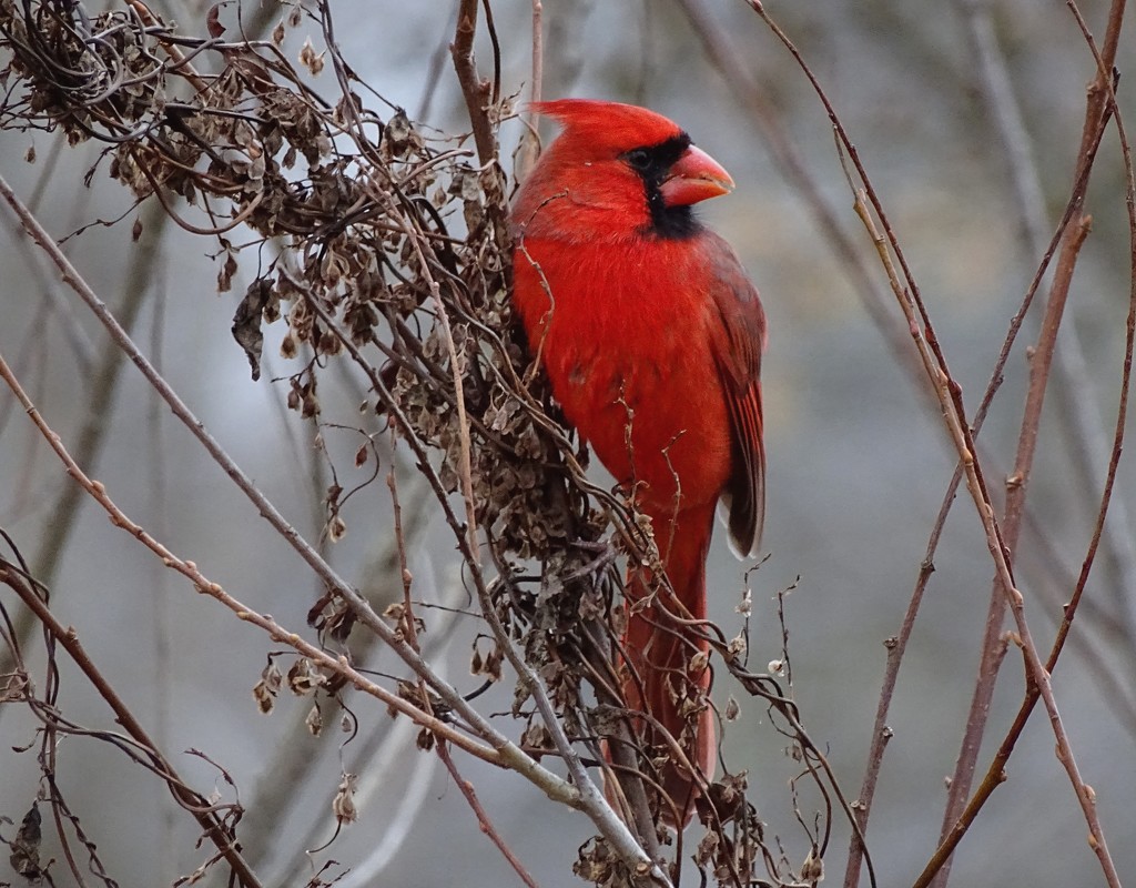 Northern Cardinal by annepann