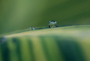22nd Nov 2014 - Another droplet...