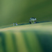 Another droplet... by ingrid01