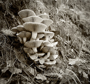 23rd Nov 2014 - Monochrome Mushrooms: an itch scratched!