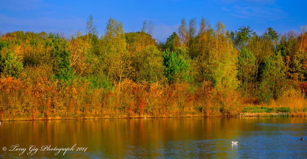 Local Pond In Colour by tonygig