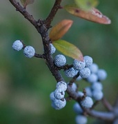 23rd Nov 2014 - White berries