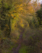 24th Nov 2014 - Leafy trail