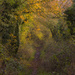 Leafy trail by shepherdman