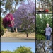 Trees of towns we visited. by gilbertwood
