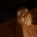 Saw-whet Owl by radiogirl