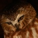 Saw-whet Owl -2 by radiogirl