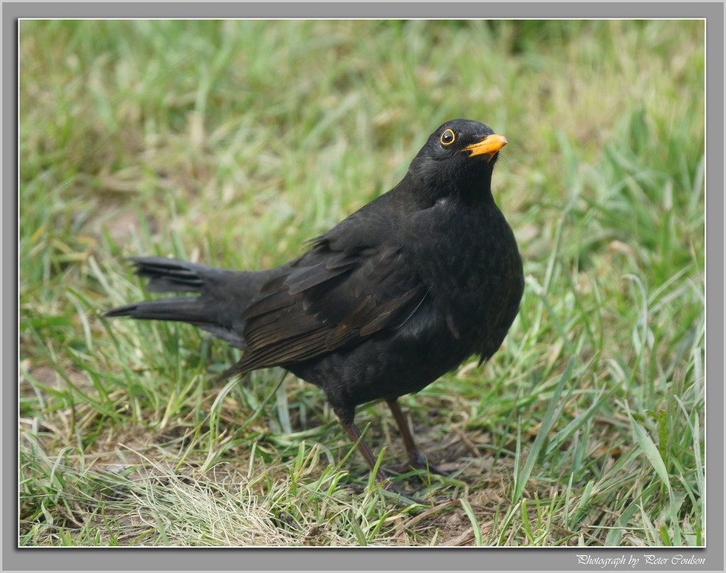 Blackbird by pcoulson
