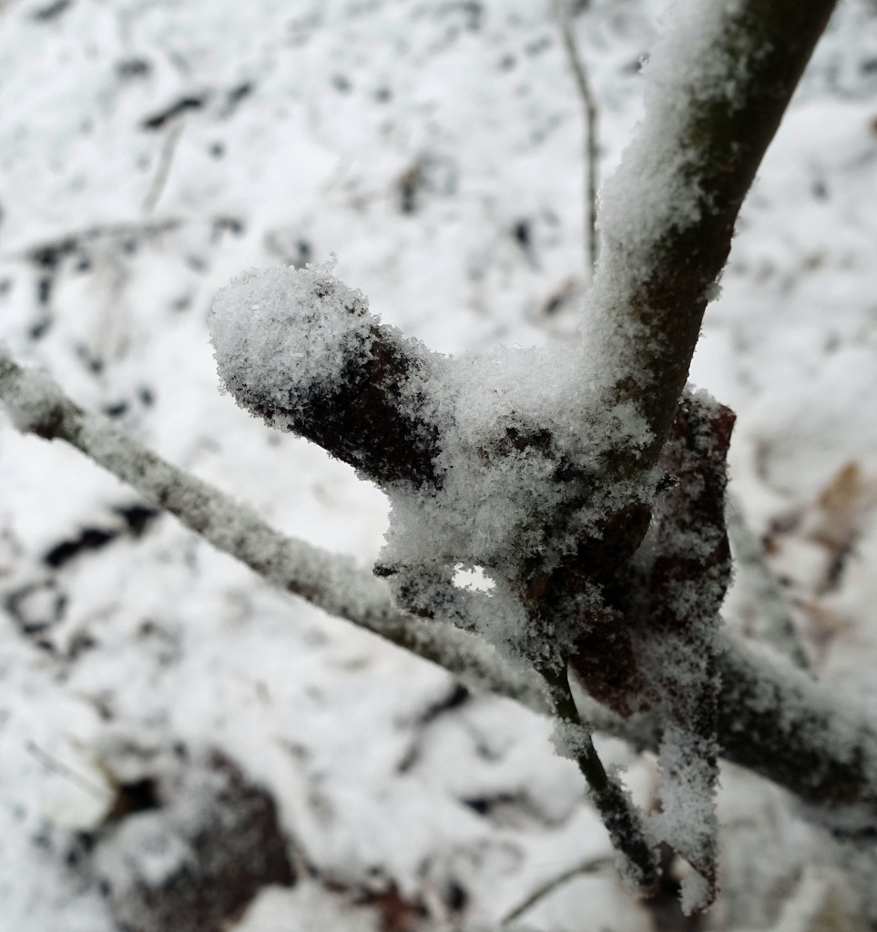Snow Branch by rminer