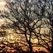Bare branches by lellie