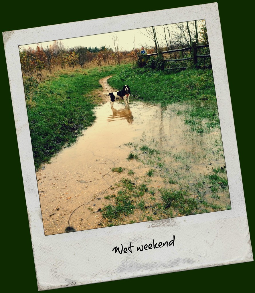 Wet weekend by judithg
