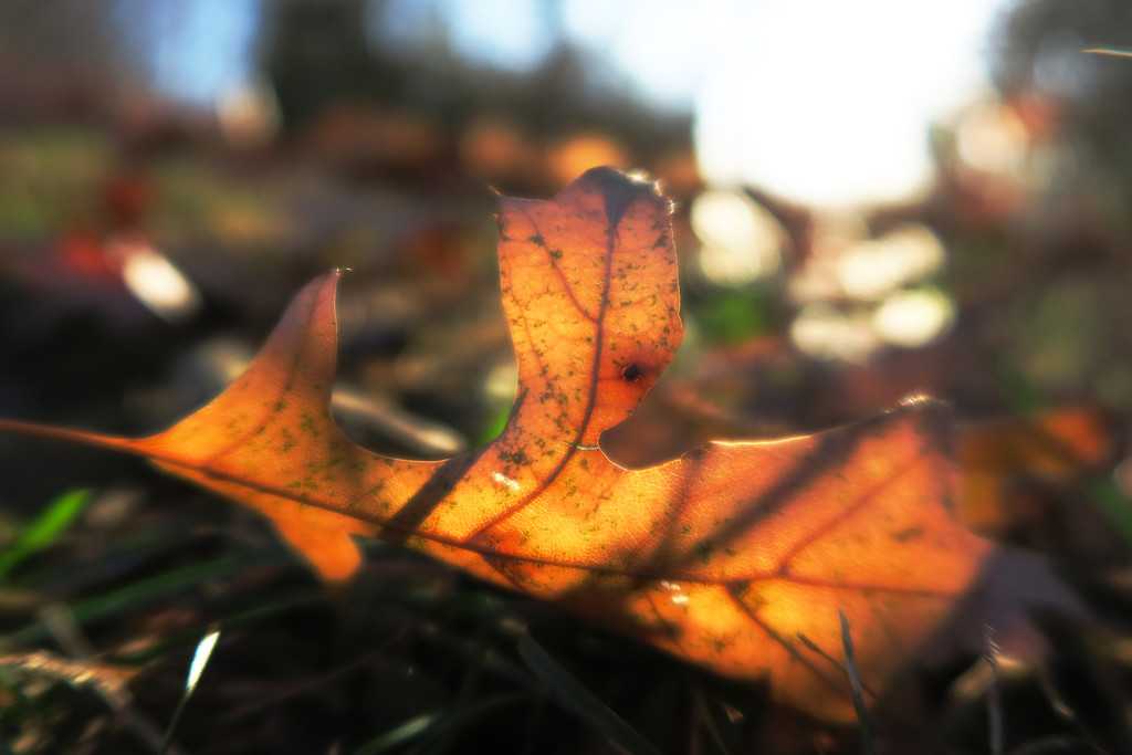 Autumn Leaf by april16